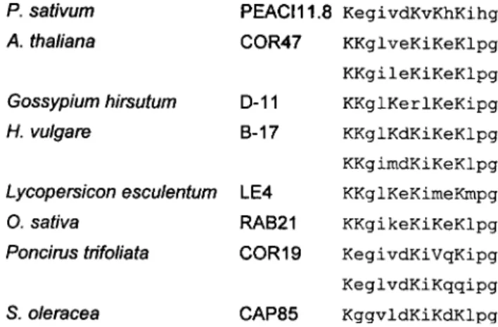 Figure 6. Comparison of lysine-rich motif between PEACI11.8 and a selected group 2 LEA-relative proteins: COR47 from A.