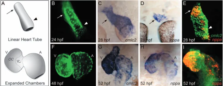 Figure 1. nppa Expression Distinguishes the OC and IC of the Zebrafish Ventricle