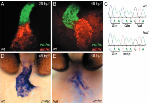 Figure 6. haf sk24 Is a Strong Loss of Function Allele of vmhc, a Ventricle-Specific Myosin Heavy Chain Gene with Expression Complementary to amhc (A and B) Fluorescent in situ hybridization for vmhc (green) and amhc (red) in wild-type (wt) embryos at LHT 