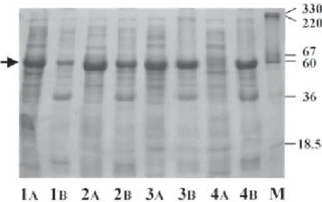 Fig. 1.  Effects of isopropyl β-D-thiogalactoside (IPTG) concentration and induction temperature on D-hydantoinase (Dht) expression