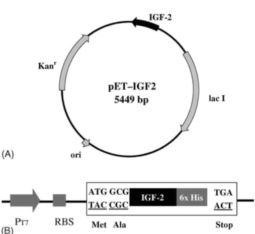 Fig. 1. Construction of the recombinant expression plasmid pET-IGF2. (A) The PCR fragment (length, 224 bp) which encodes mature tilapia IGF-2 was digested with NcoI and XhoI and then cloned into pET28b at the same restriction sites