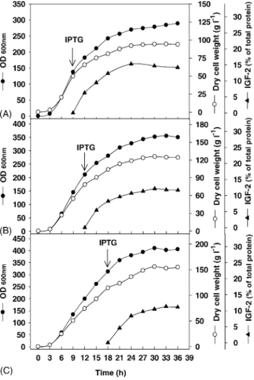 Fig. 4. Time profiles for cell density (OD 600 ) ( 䊉 ), cell dry weight ( 䊊 ), and IGF-2 content ( 䉱 ) during fed-batch cultivation with induction at the low cell concentration (A), the intermediate cell concentration (B), and the high cell concentration (