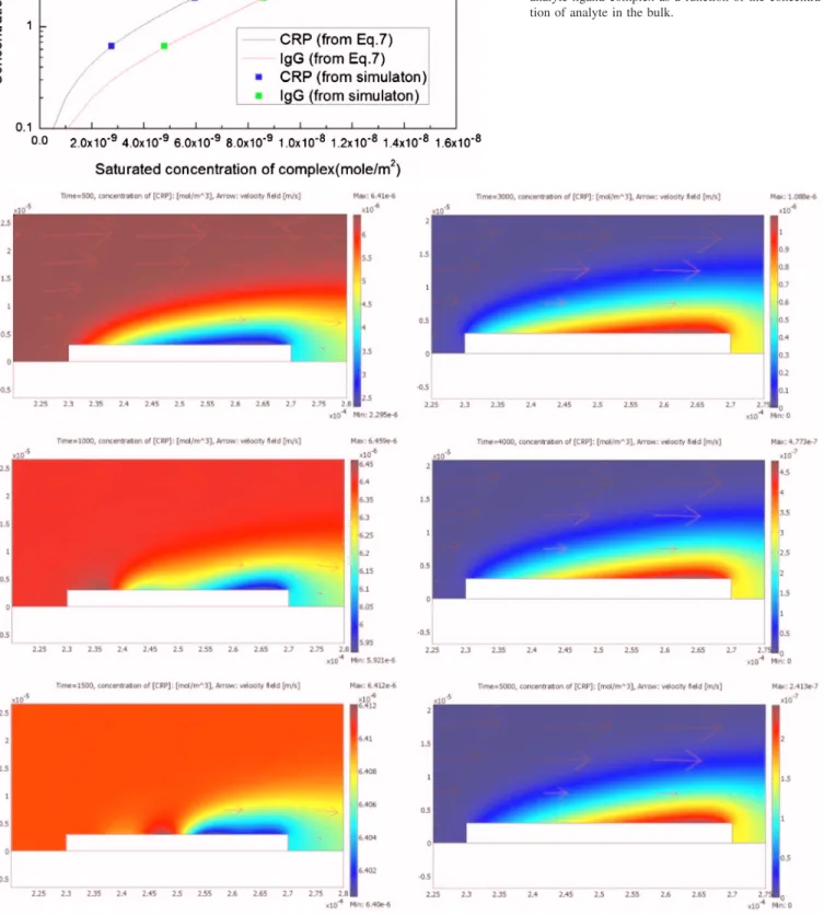 FIG. 6. 共Color online兲 The development of the diffusion boundary layer of the CRP binding reaction