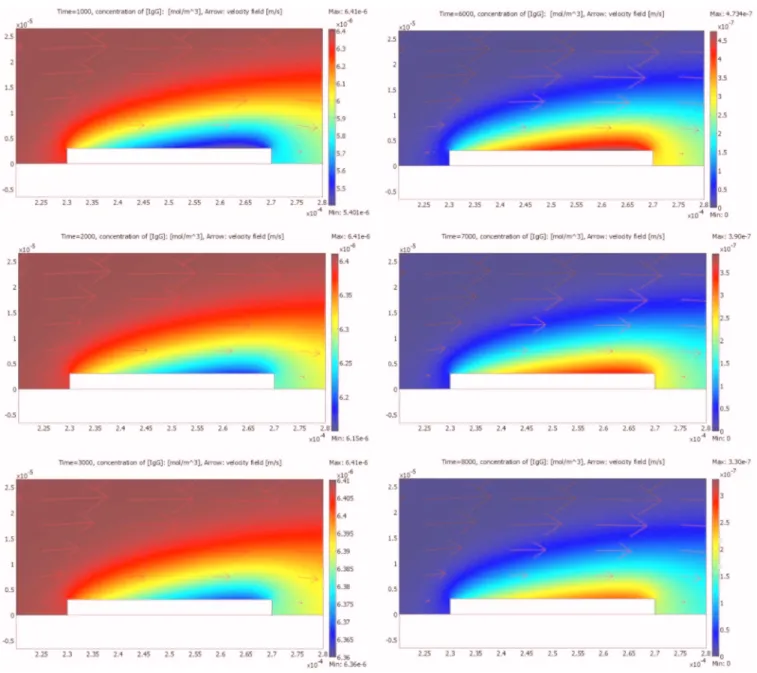 FIG. 7. 共Color online兲 The development of the diffusion boundary layer of the IgG binding reaction