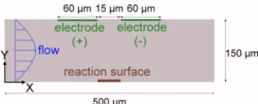 FIG. 1. 共Color online兲 Sketch of the 2D model. Size of reaction surface is 40 ⫻3 ␮ m 2 .