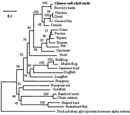 Fig. 5. A phylogenetic tree of vertebrate FSH  subunit protein. Data were calculated with Blosum-62-amino-acid substitution matrix and con- con-structed by neighbor-joining method from the mature protein
