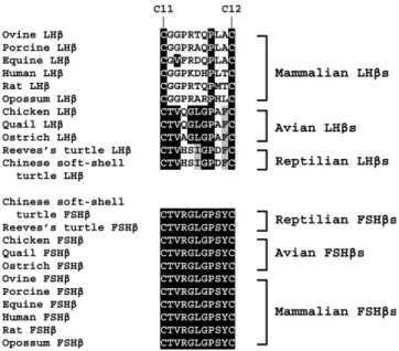 Fig. 6. Comparison of amino acid sequence in the region between cys- cys-teines 11 and 12 of mammalian, reptilian, and avian FSHs and LHs.