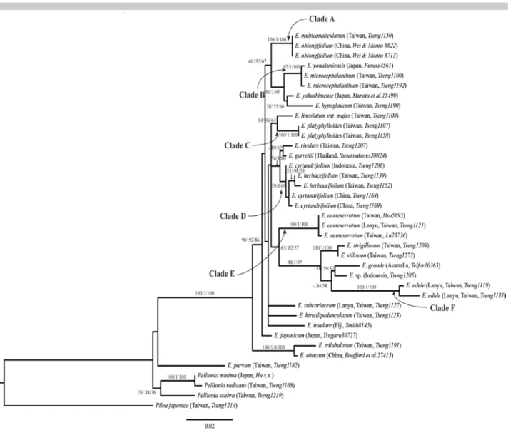 Fig.  1. Phylogenetic tree produced by maximum likelihood based on the rpl32-trnL  intergenic spacer, with &gt;50% clade  supports (parsimony bootstrap/posterior probability/likelihood bootstrap) shown at each node
