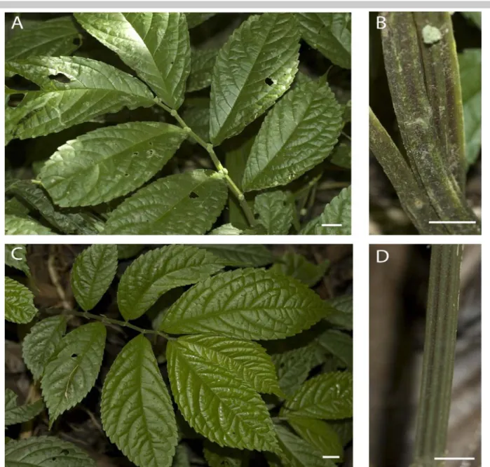 Fig. 3. Photographs of Elatostema oblongifolium. Plant (A: Taiwan; C: China) and stem (B: Taiwan; D: China) (Scale bar = 1  cm)