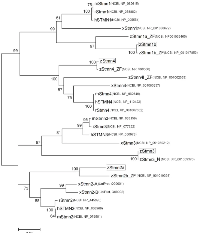 Fig. S2. Phylogenetic analysis of stathmin orthologs among vertebrates. The phylogenetic tree was constructed based on  amino acid sequence alignments performed by ClustalW of MEGA4