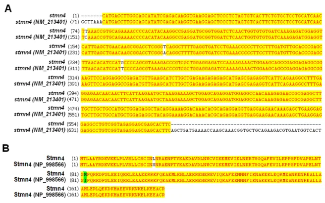 Fig. S3. Sequence alignment of stathmin 4 (A) nucleotide sequences (B) amino acid sequences
