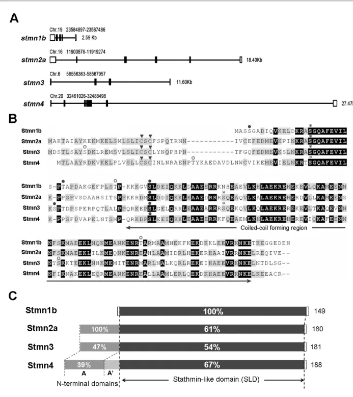 Fig. 1. Chromosomal location, sequence alignment, and domain analysis of zebrafish stathmins