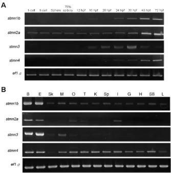 Fig. 2. RT-PCR analysis showing the expression patterns of  stathmin family genes. A: Expressions of zebrafish stmn1b,  stmn2a, stmn3, and stmn4 during embryonic and larvae  stages