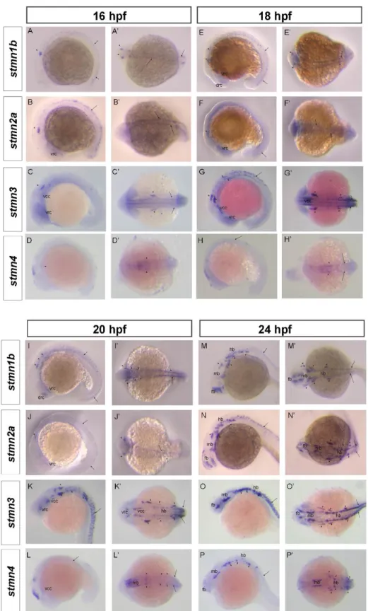 Fig. 3. Spatial expression of stathmin family genes in zebrafish during segmentation stages