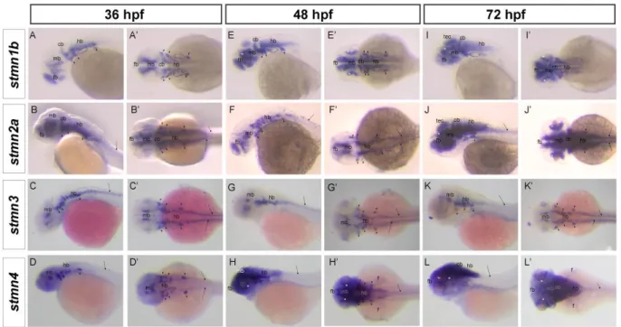 Fig. 4. Spatial expressions of stathmin family genes in zebrafish during early larval stages