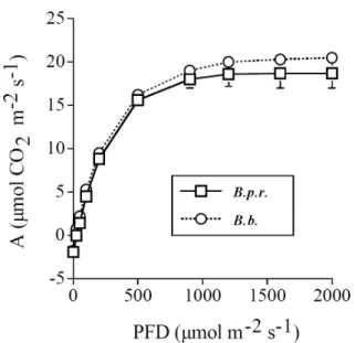 Table 1. Photosaturated photosynthetic rate (A max ) and  specific leaf area (SLA) of field growing plants B