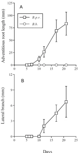 Fig. 3. The growth of adventitious roots (A) and lateral  branches (B) from axillary buds of shoot segments of B