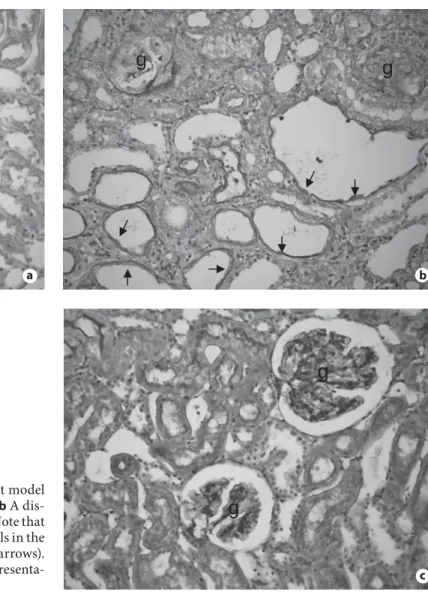 Fig. 1.   Effect of PTX treatment on renal histology in a rat model  of crescentic glomerulonephritis
