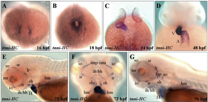 Fig. 6. The expression pattern of tnni-HC transcript during the development of zebraﬁsh embryos