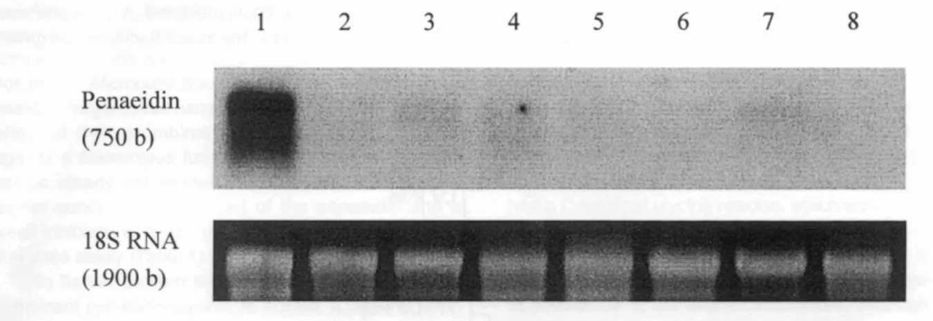 Fig. 2. Northern blot analysis of total RNAs from various shrimp tissues. About 5 /1g of total RNAs each from various tissues was separated on 1.2% agarose-formaldehyde gel through electrophoresis, blotted to a Nylon membrane and hybridized with mG-labeled