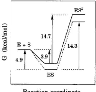 FIGURE  5.  Diagrammatic  representation  of  the  Gibbs  free  energy  changes  illustrating  the  conver-  sions  of  E + S --* ES --* ES ~  for  the  hydrolysis  of  LPNA catalyzed by AP-I in the absence  (solid line) or  presence  (dashed line) of 5 mM
