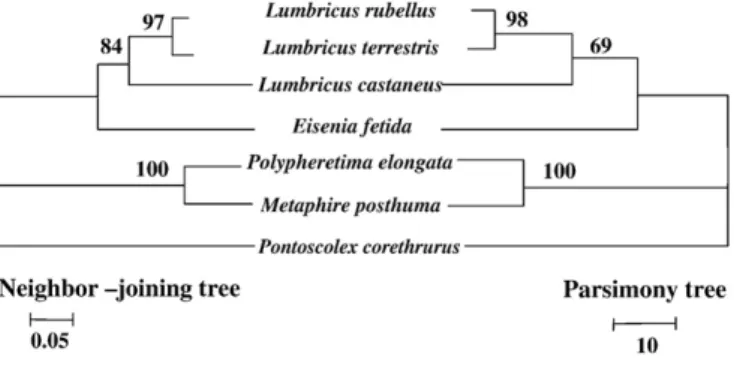 Fig. 4. Puriﬁcation of recombinant earthworm metallothionein (MT)-2. Soluble proteins were extracted from E