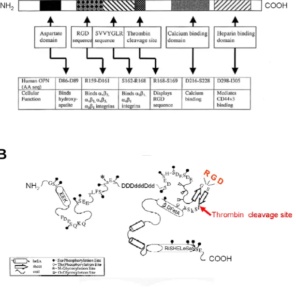 Figure 2.骨橋蛋白functional domain。A圖為R159~D161可與αvβ3或