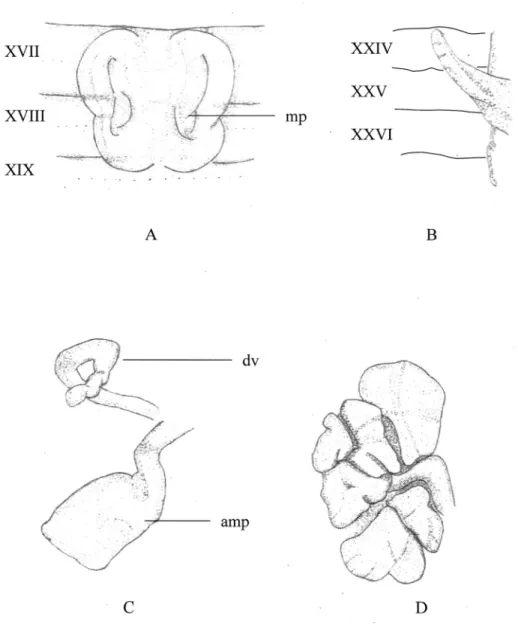 Fig. 1. Amynthas papilio: A, male pore region (mp, male opening); B, right caeca; C, left spermathecae (dv, diverticulum; amp, ampulla); D, right prostate gland.
