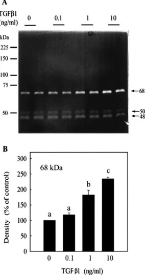 Figure 1. Effect of TGFβ1 on the secretion of gelatinase from cultured SKOV3 ovarian cancer cells