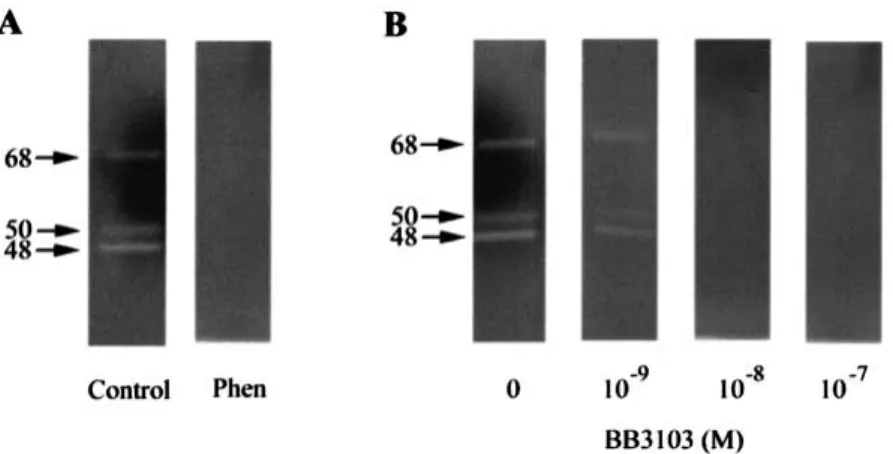 Figure 2. Effect of proteinase inhibitors on the activity of gelatinases secreted from TGFβ1-treated SKOV3 cell cultures