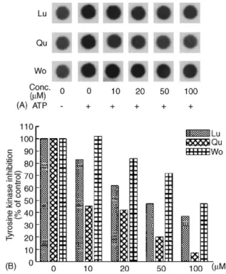 Fig. 3. Effect of Qu and Lu upon tyrosine phosphorylation of MiaPaCa-2 cellular protein