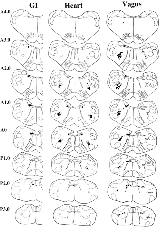 Fig. 9. Summary diagram of the topographic organization of GI vs. heart preganglionic vagal neurons