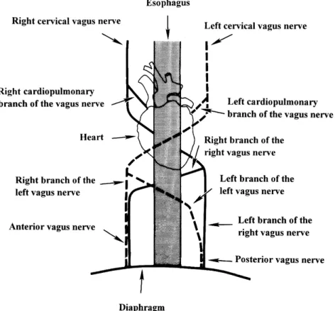 Fig. 1. The diagrammatic representation of vagus branches injected with HRP in the present study