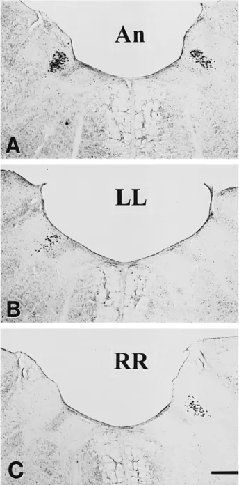 Fig. 5. HRP labelled neurons were found in DMV bilaterally after