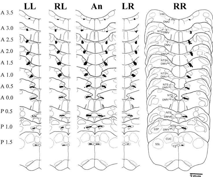 Fig. 7. Composite drawing showing the distribution of HRP labelled neurons in DMV throughout various levels of the medulla from 3.5 mm rostral to the