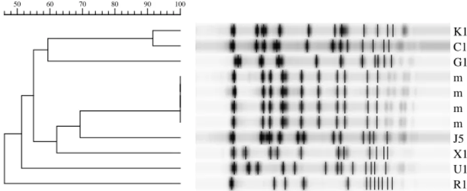 Figure 1. PFGE types of seven nosocomial MRSA isolate  K1  C1  G1  m  m  m  m  J5  X1  U1  R1 1009080706050