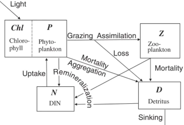 Fig. 2. A schematic of the nitrogen-based biogeochemical model.