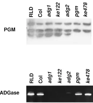 Figure 1. Activity gel assay for phosphoglucomutase and ADPG pyrophosphorylase in wild-type and mutant leaf extracts.