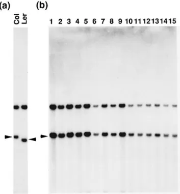 Figure 4. Northern blot analysis of small subunit and large subunit transcripts of ADGase.