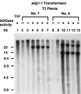 Figure 7. Southern blot analysis of two transgenic lines of adg1-1 carrying the transformed wild-type APS gene.