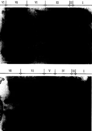 Fig.  7.  The  SEM  interfacial  microstructures  of  specimens  joined  at  T,  =  1150°C  with  (a)  t,  =  30  s  (sample  ##2)  and 