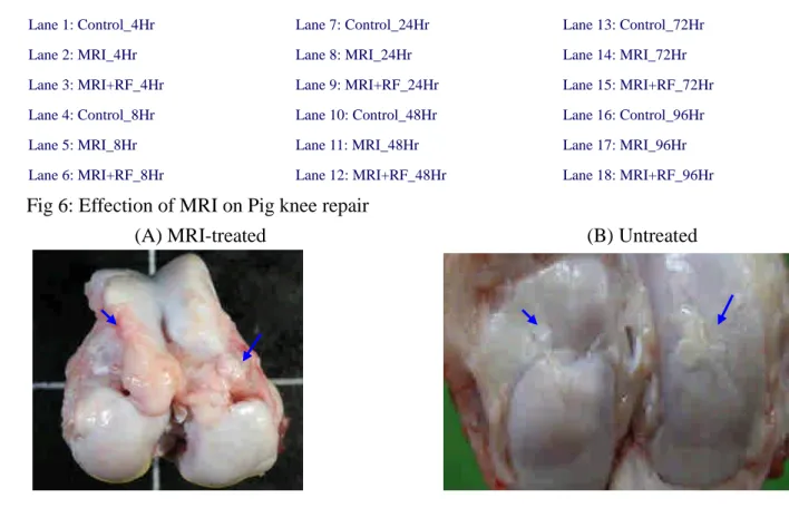 Fig 6: Effection of MRI on Pig knee repair