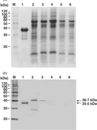 Figure 2 Bacterial lysates of Escherichia coli BL21 (DE3) transformed  with pZUNCPF2-7-1 were analyzed by electrophoresis in a 12% 