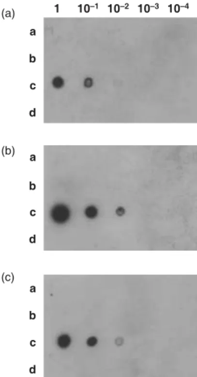 Figure 4 Dot-blot hybridization assay for comparison of the specificity  and sensitivity of three Zantedeschia mild mosaic virus (ZaMMV)  probes