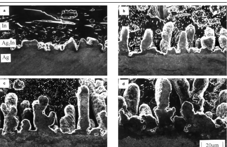 Fig. 2. Morphology of Ag/In interfacial reaction product (a) 498 K, 30 min; (b) 548 K, 30 min; (c) 598 K, 30 min; and (d) 648 K, 30 min.