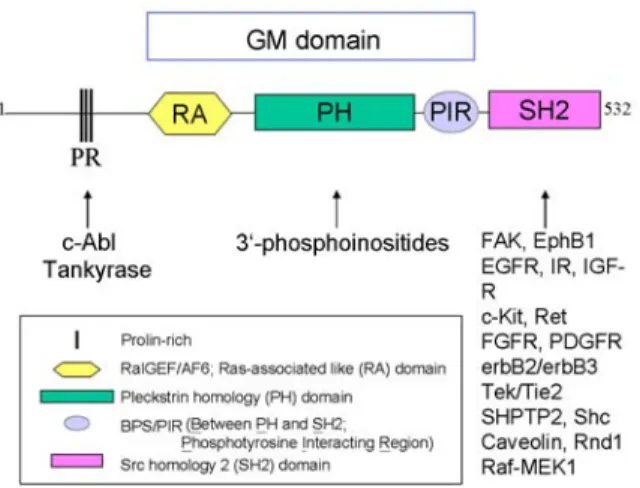 Figure 1. Domain scheme of the Grb7 family proteins.