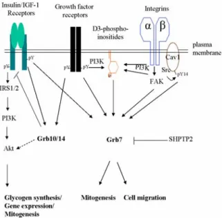 Figure 2. Grb7-mediated signal transduction pathways.