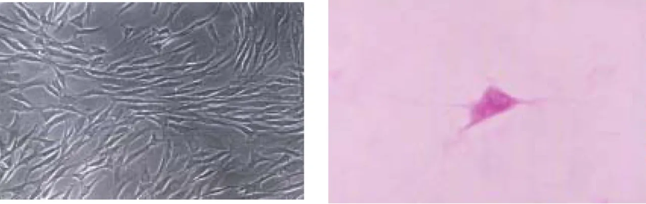 Fig 3 &amp; 4: They show the scaffold pictures of PCL. The pore size is about 80-100 um