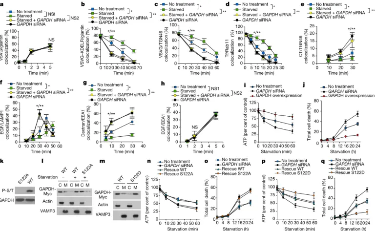 Fig. 3 | AMPK phosphorylates GAPDH to inhibit the transport  pathways for energy homeostasis