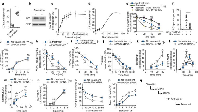 Fig. 4 | The roles of GAPDH in transport and autophagy are distinct.  